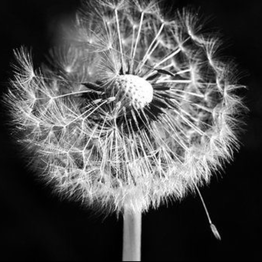 Meet your Posher, Shelley